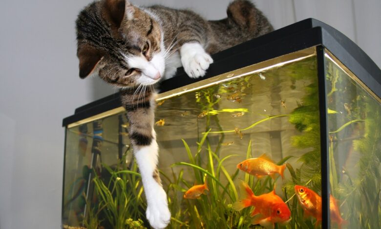 Kunnen katten en vissen samenleven? Tips om je kat en vis veilig te houden